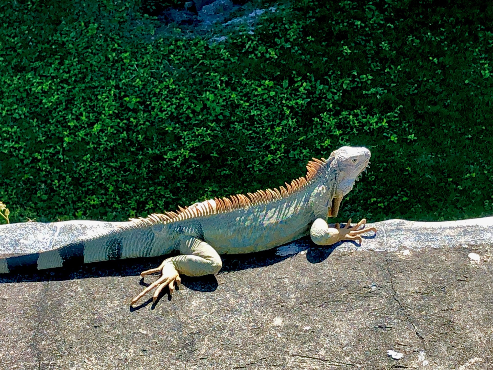 Iguanas in Old San Juan