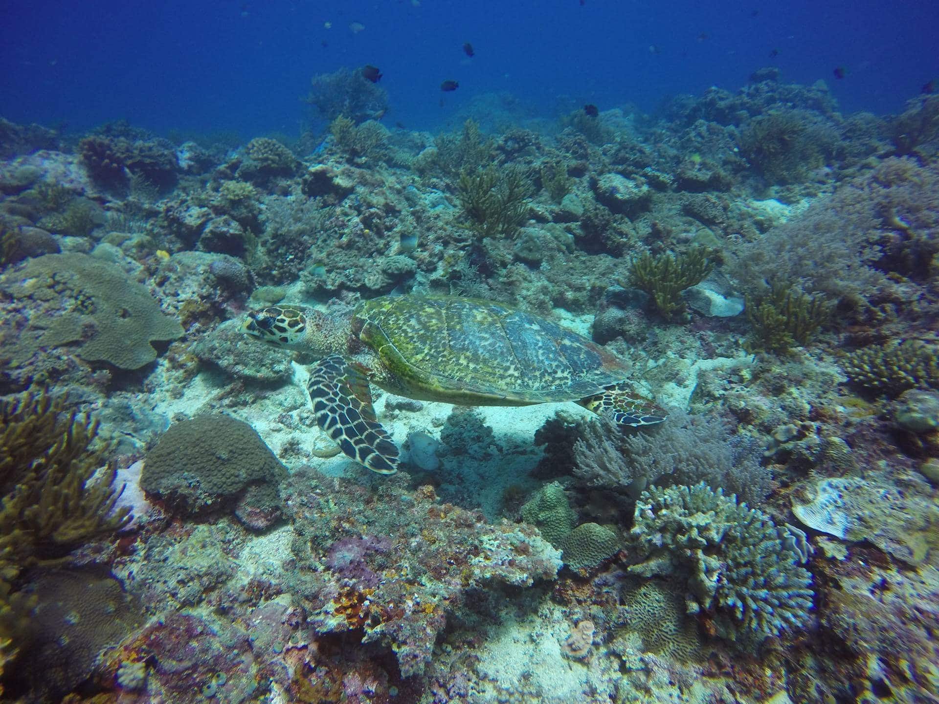 Sea Turtles at Borocay Island