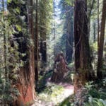 Redwood Trees in Prairie Creek Redwood State Park